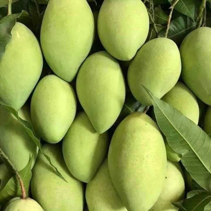 Fresh Mangoes